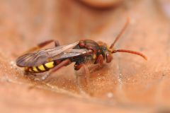 Nomada flava